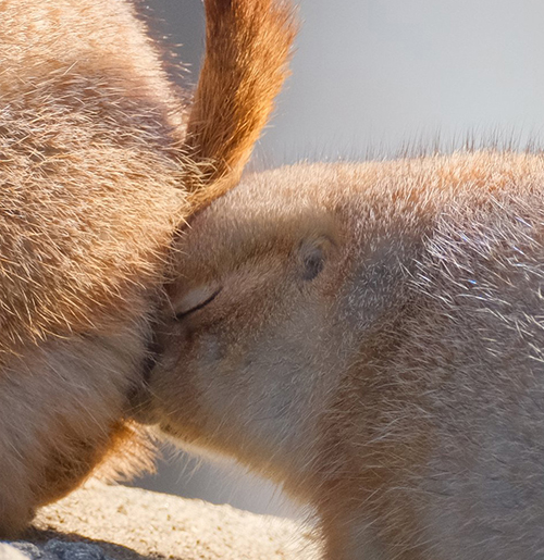 プレーリードッグ 追突 事故現場 おしり