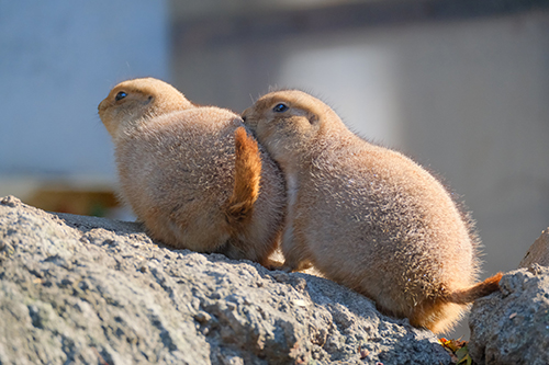 プレーリードッグ 追突 事故現場 おしり