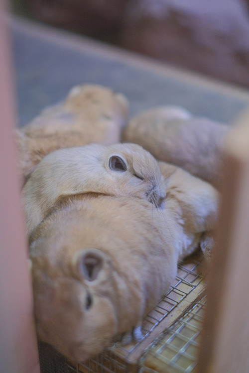 プレーリードッグ 追突 事故現場 おしり