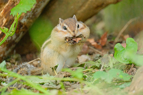 プレーリードッグ 追突 事故現場 おしり