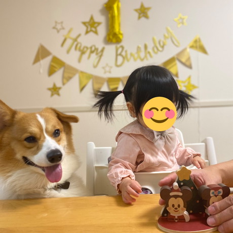 犬　ワンコ　コーギー　面白　かわいい