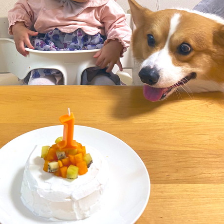 犬　ワンコ　コーギー　面白　かわいい