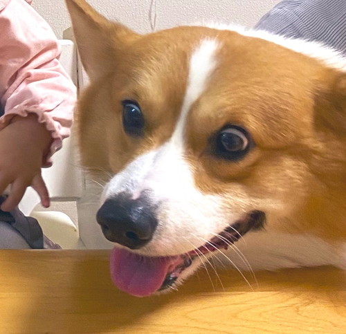 犬　ワンコ　コーギー　面白　かわいい