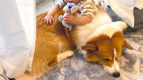 犬　ワンコ　コーギー　面白　かわいい