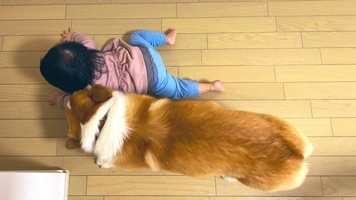 犬　ワンコ　コーギー　面白　かわいい