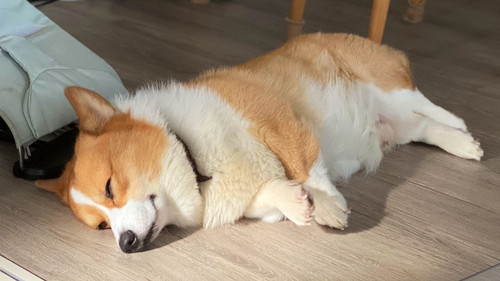 犬　ワンコ　コーギー　面白　かわいい