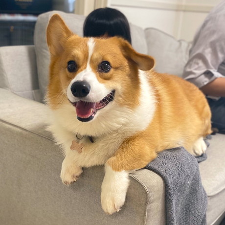 犬　ワンコ　コーギー　面白　かわいい