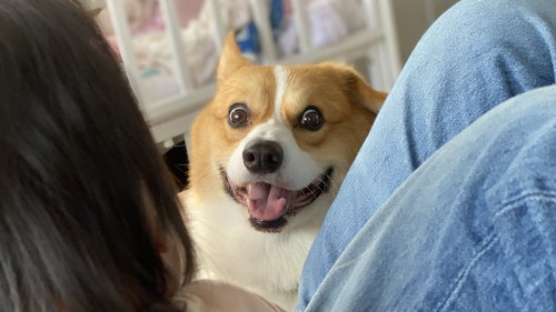 犬　ワンコ　コーギー　面白　かわいい