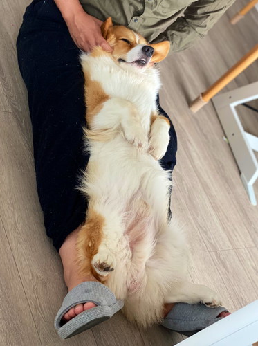 犬　ワンコ　コーギー　面白　かわいい