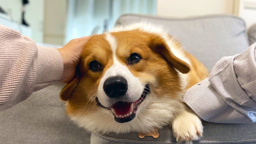 犬　ワンコ　コーギー　面白　かわいい