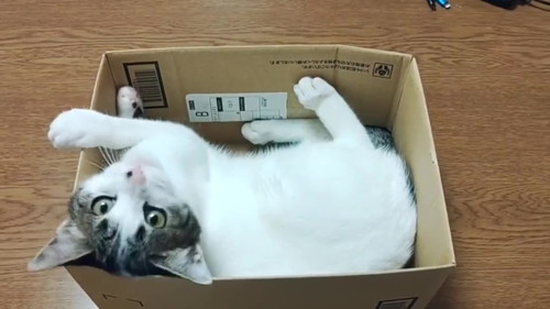 猫 大福 箱 しっぽ かむ ビックリ