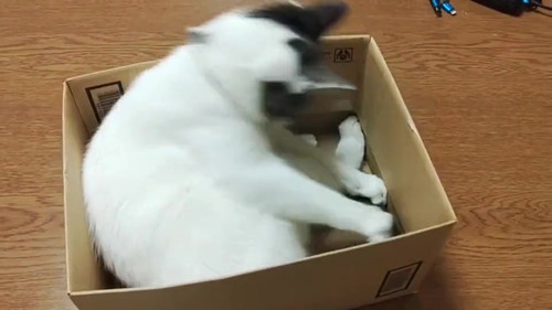 猫 大福 箱 しっぽ かむ ビックリ