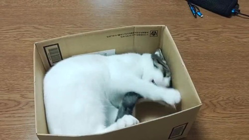 猫 大福 箱 しっぽ かむ ビックリ