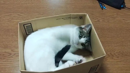 猫 大福 箱 しっぽ かむ ビックリ