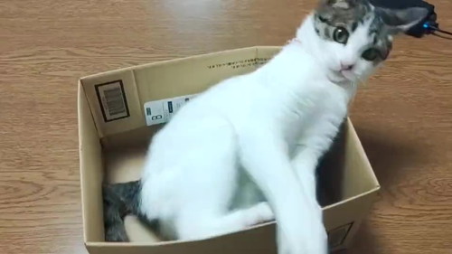 猫 大福 箱 しっぽ かむ ビックリ