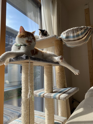 猫 大福 箱 しっぽ かむ ビックリ