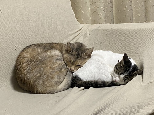 猫 大福 箱 しっぽ かむ ビックリ