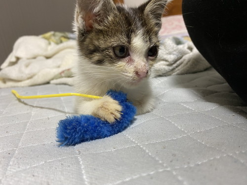 猫 大福 箱 しっぽ かむ ビックリ