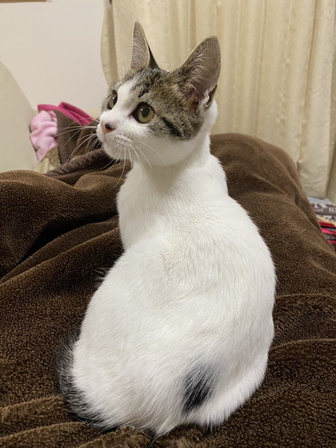 猫 大福 箱 しっぽ かむ ビックリ