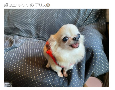 デヴィ夫人 愛犬 手術 子宮蓄膿症