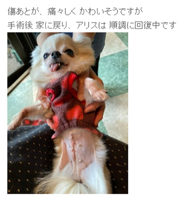 デヴィ夫人 愛犬 手術 子宮蓄膿症