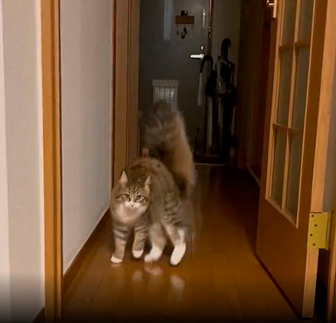 Luneサイベリアンさん
