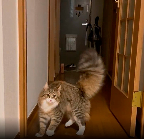 Luneサイベリアンさん