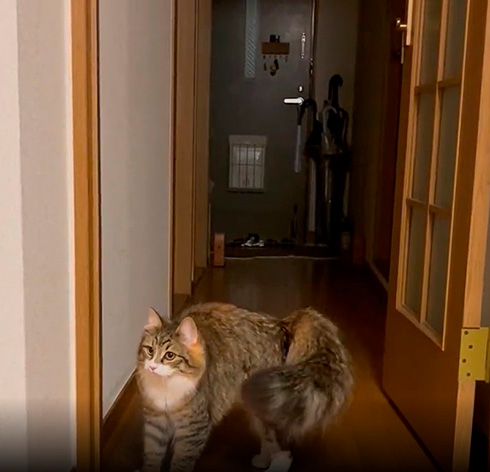 Luneサイベリアンさん