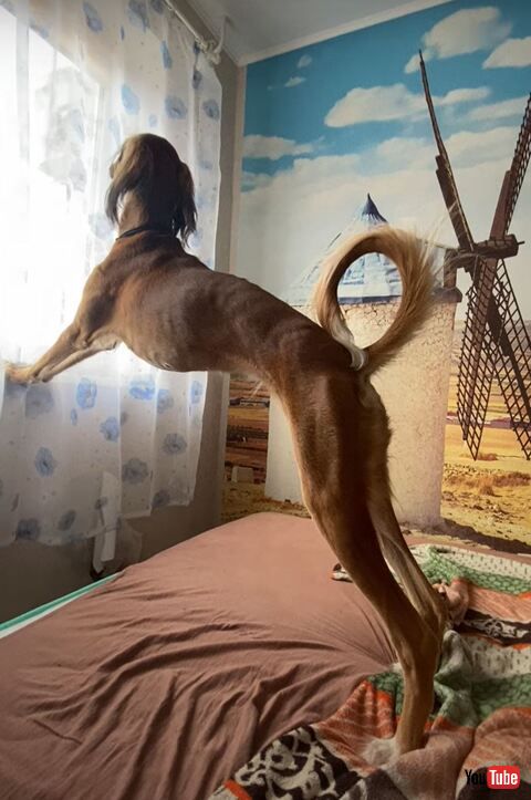 犬 子犬 サルーキ ストレッチ 美