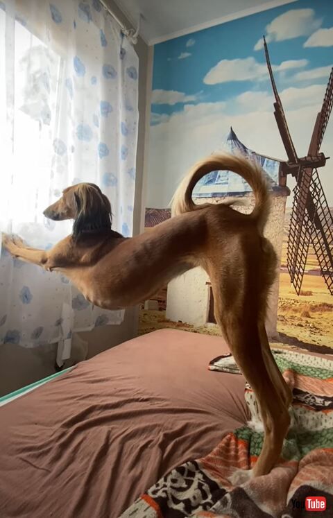 犬 子犬 サルーキ ストレッチ 美