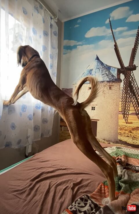 犬 子犬 サルーキ ストレッチ 美