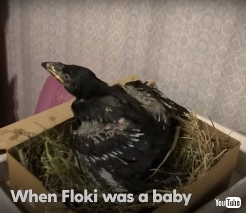 カラスと男性 懐いたカラス 動画 海外動画 動物 鳥 人懐っこい かわいい 面白