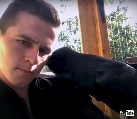 カラスと男性 カラスと男性 懐いたカラス 動画 海外動画 動物 鳥 人懐っこい かわいい 面白