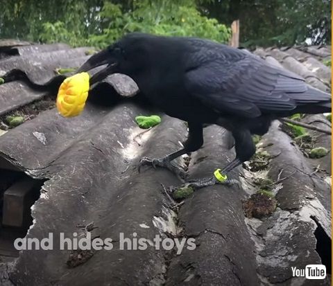 カラスと男性 懐いたカラス 動画 海外動画 動物 鳥 人懐っこい かわいい 面白