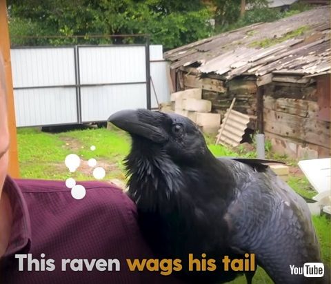 カラスと男性 カラスと男性 懐いたカラス 動画 海外動画 動物 鳥 人懐っこい かわいい 面白