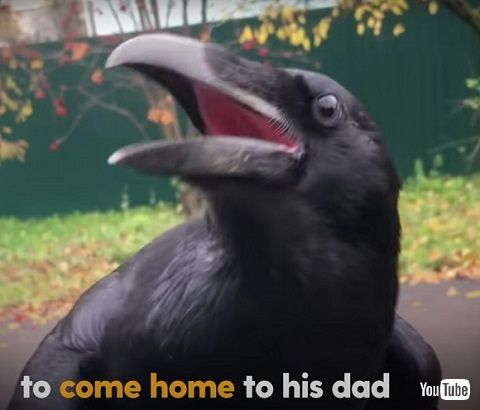 カラスと男性 カラスと男性 懐いたカラス 動画 海外動画 動物 鳥 人懐っこい かわいい 面白