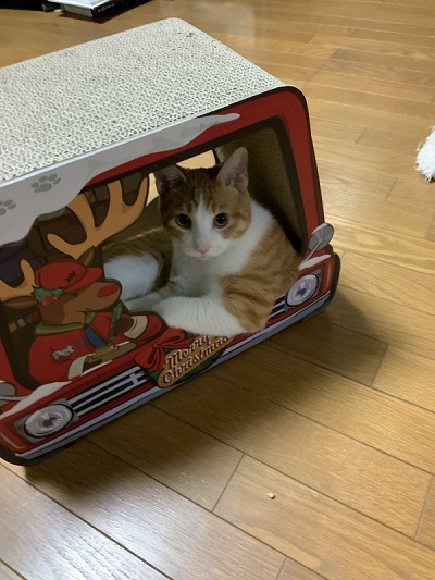 猫　保護猫　子猫　爪とぎ　イケメン　ナンパ　かわいい　面白