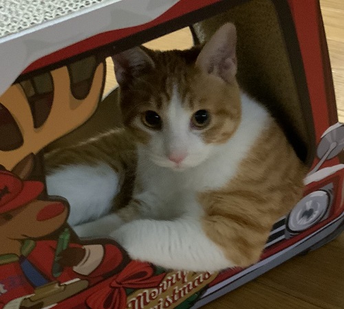 猫　保護猫　子猫　爪とぎ　イケメン　ナンパ　かわいい　面白