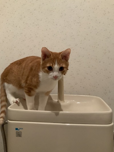猫　保護猫　子猫　爪とぎ　イケメン　ナンパ　かわいい　面白