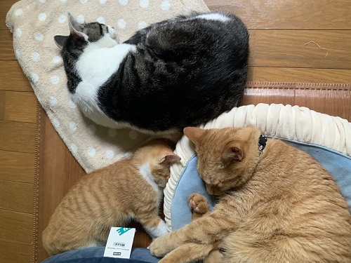 猫　保護猫　子猫　爪とぎ　イケメン　ナンパ　かわいい　面白