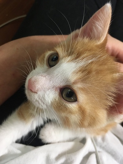 猫　保護猫　子猫　爪とぎ　イケメン　ナンパ　かわいい　面白
