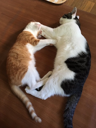 猫　保護猫　子猫　爪とぎ　イケメン　ナンパ　かわいい　面白