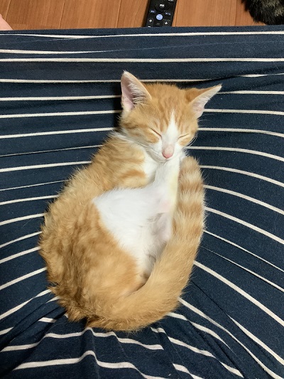 猫　保護猫　子猫　爪とぎ　イケメン　ナンパ　かわいい　面白