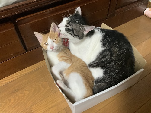 猫　保護猫　子猫　爪とぎ　イケメン　ナンパ　かわいい　面白