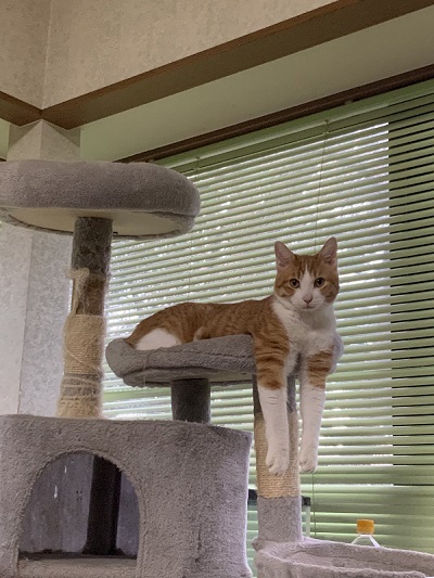猫　保護猫　子猫　爪とぎ　イケメン　ナンパ　かわいい　面白