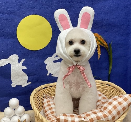 ペット手帳　ベストショット