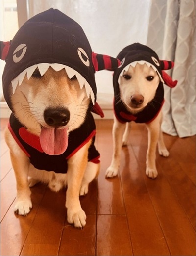 ペット手帳　ベストショット