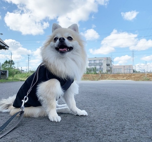 ペット手帳　ベストショット