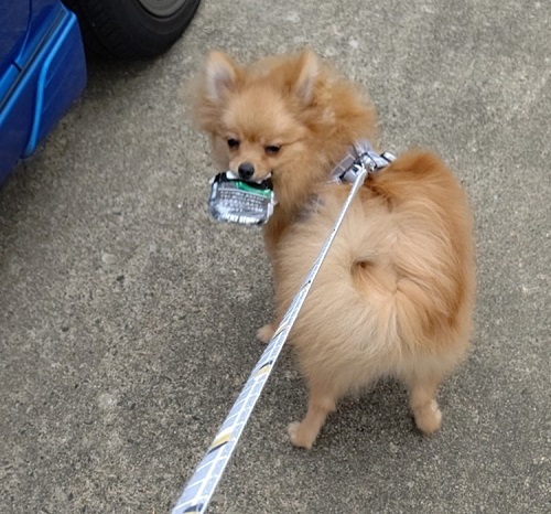 ペット手帳　ベストショット