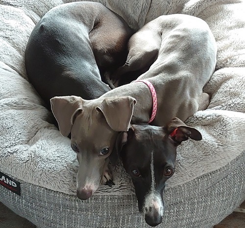 ペット手帳　ベストショット